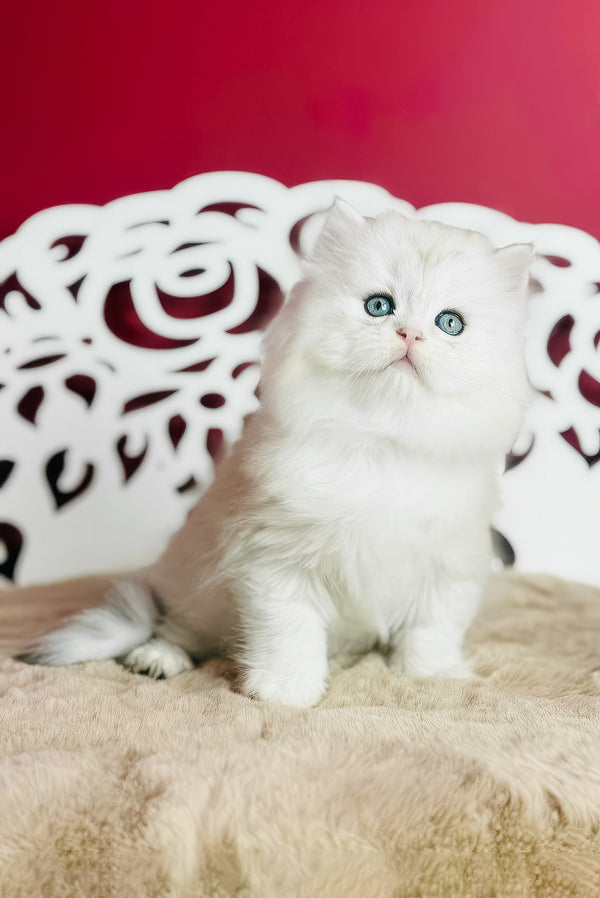 Vinnie | Scottish Straight Longhair Kitten