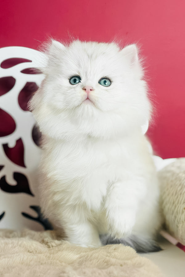 Vinnie | Scottish Straight Longhair Kitten