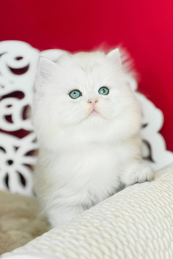 Vinnie | Scottish Straight Longhair Kitten