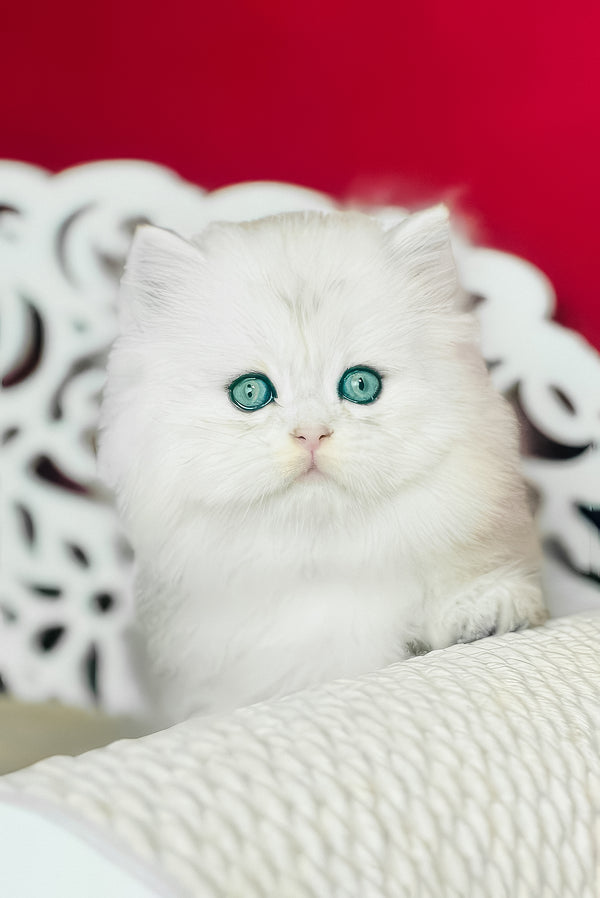 Vinnie | Scottish Straight Longhair Kitten