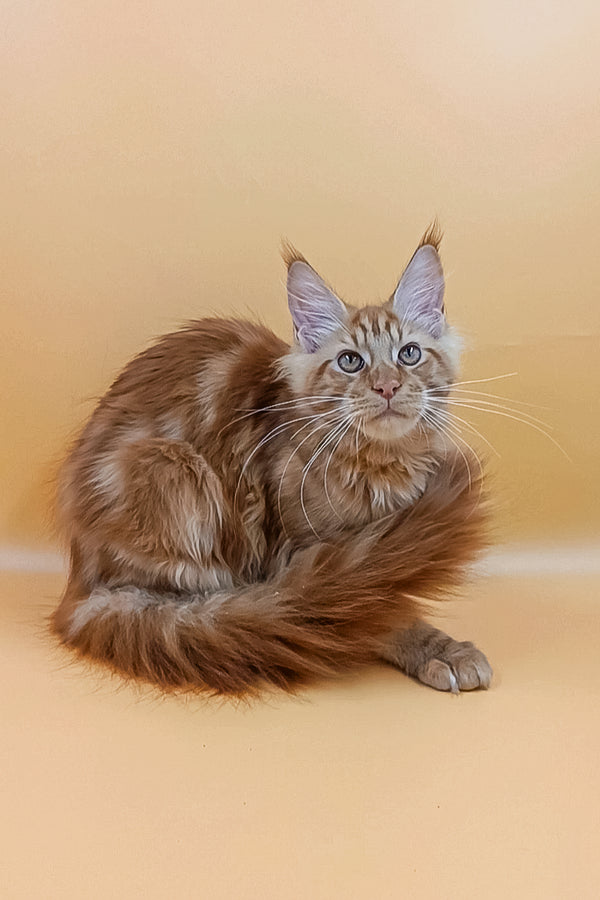 Adopt your Sweet Maine Coon Kitten, Vinny! Purebred Kitties
