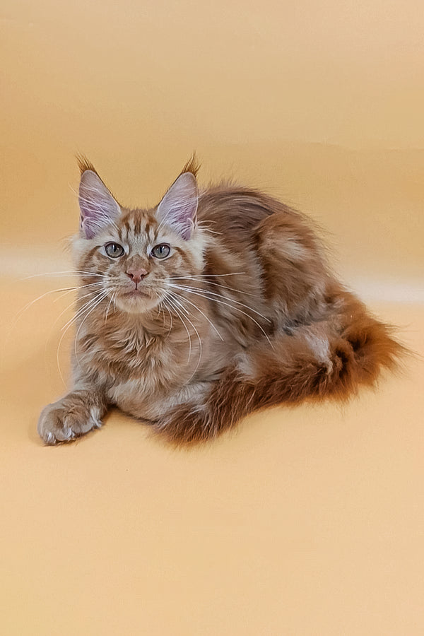 Vinny | Maine Coon Kitten