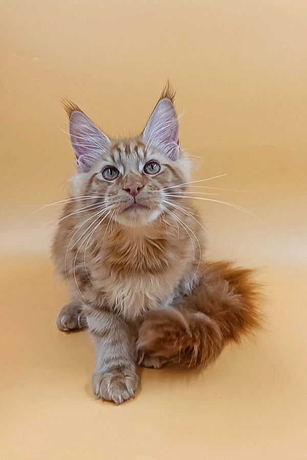 Vinny | Maine Coon Kitten
