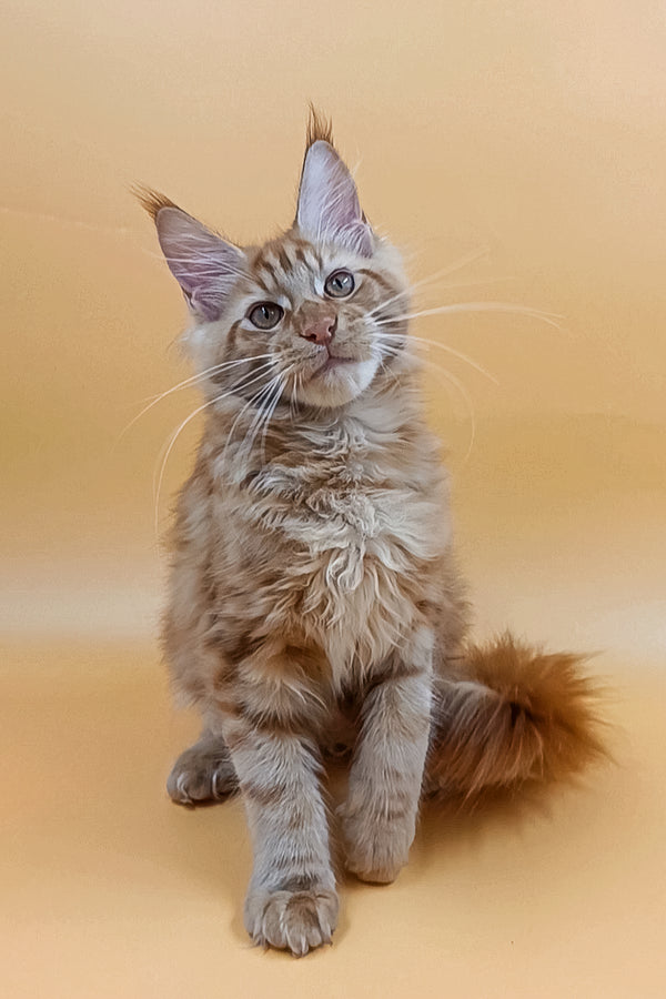 Adopt your Sweet Maine Coon Kitten, Vinny! Purebred Kitties