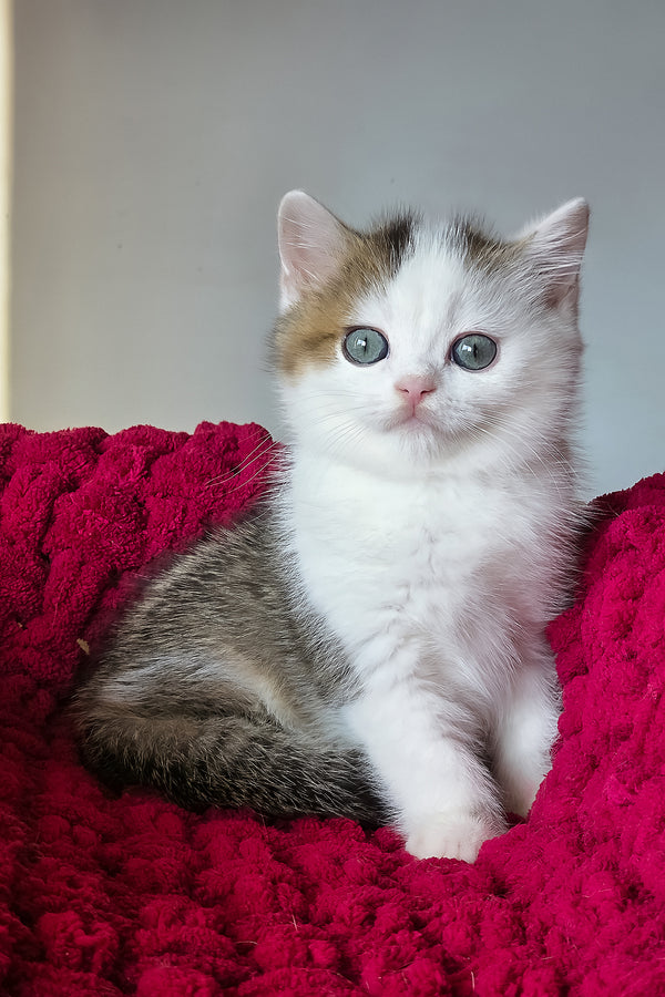 Vinsent | Scottish Straight Kitten