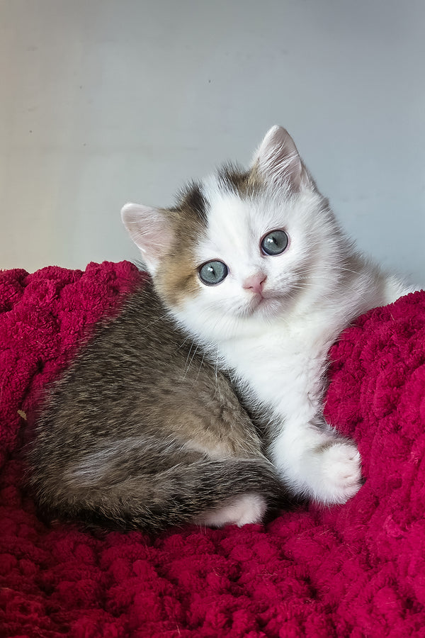 Vinsent | Scottish Straight Kitten