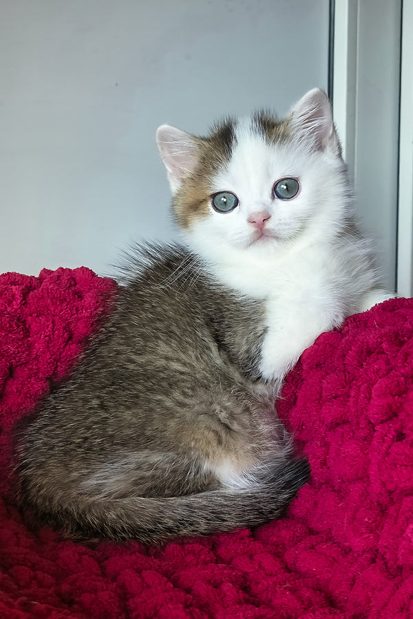 Vinsent | Scottish Straight Kitten