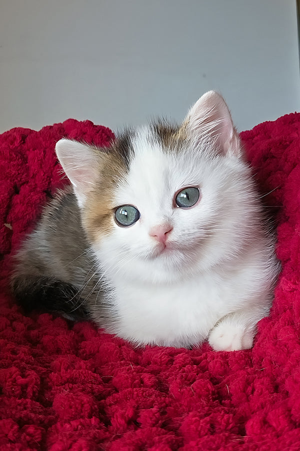 Vinsent | Scottish Straight Kitten