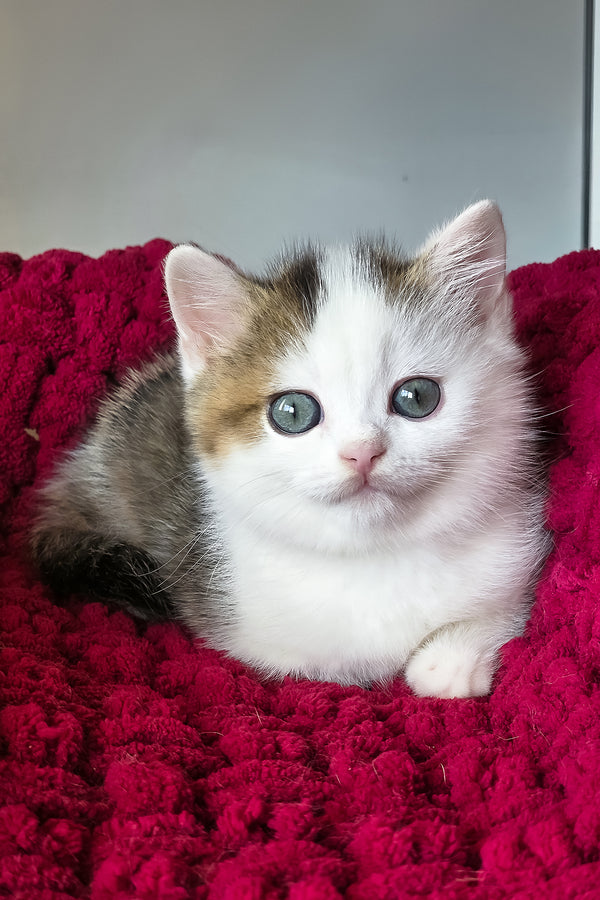 Vinsent | Scottish Straight Kitten