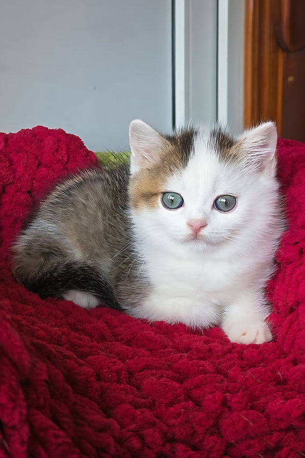 Vinsent | Scottish Straight Kitten
