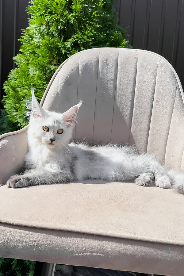 Violy | Maine Coon Kitten