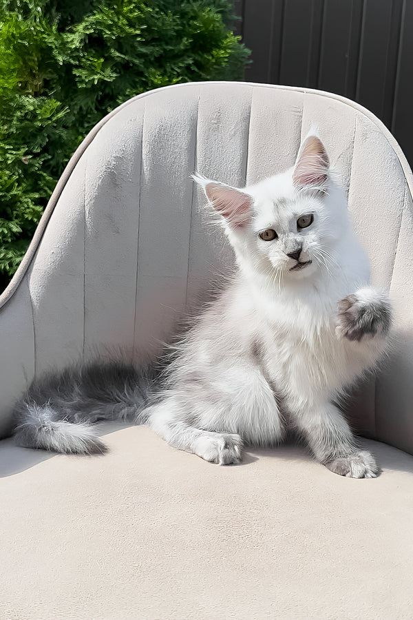 Violy | Maine Coon Kitten