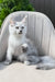 Violy | Maine Coon Kitten