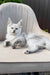 Violy | Maine Coon Kitten