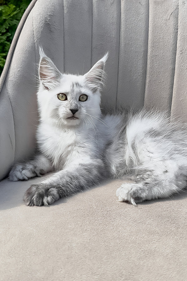 Violy | Maine Coon Kitten