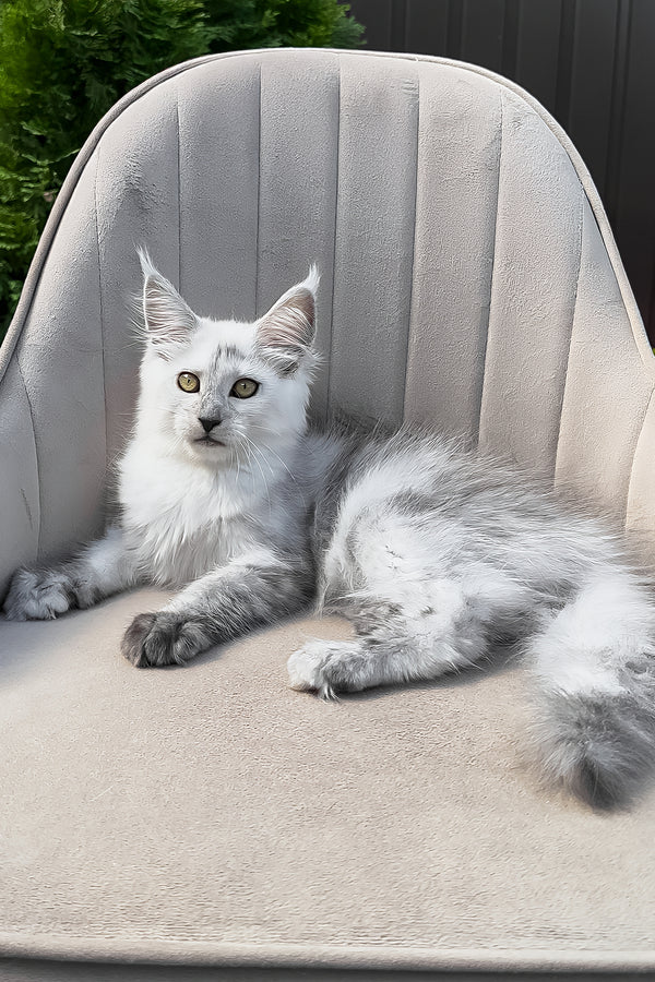 Violy | Maine Coon Kitten