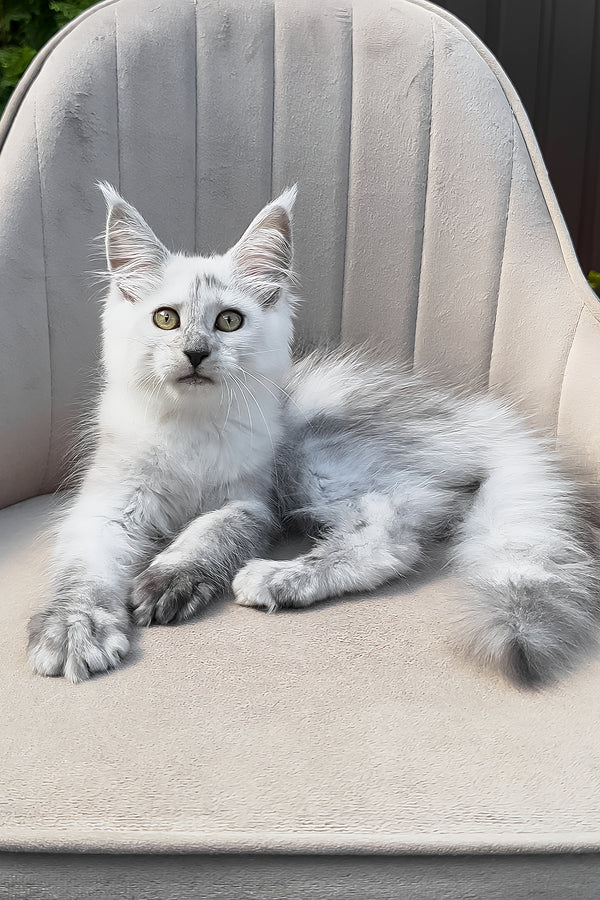 Violy | Maine Coon Kitten