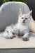 Violy | Maine Coon Kitten