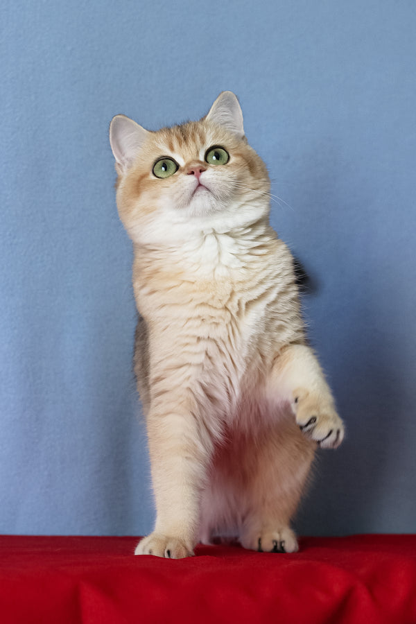 Viola | British Shorthair Kitten