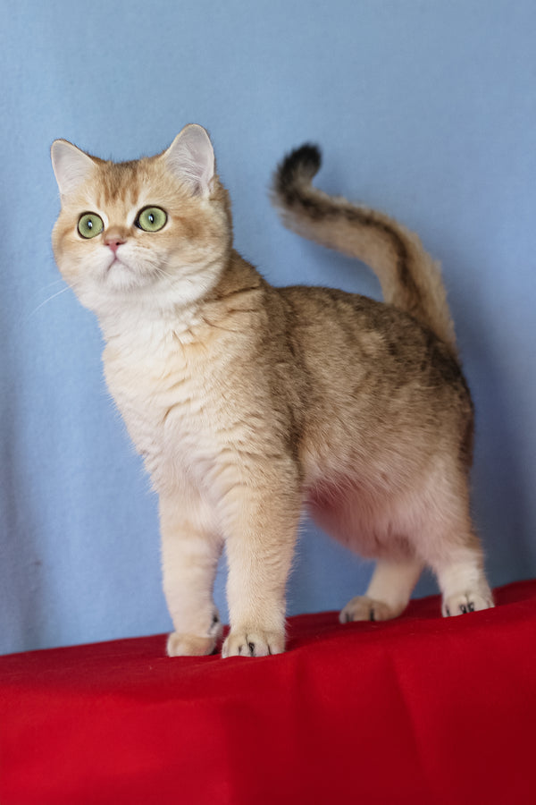 Viola | British Shorthair Kitten