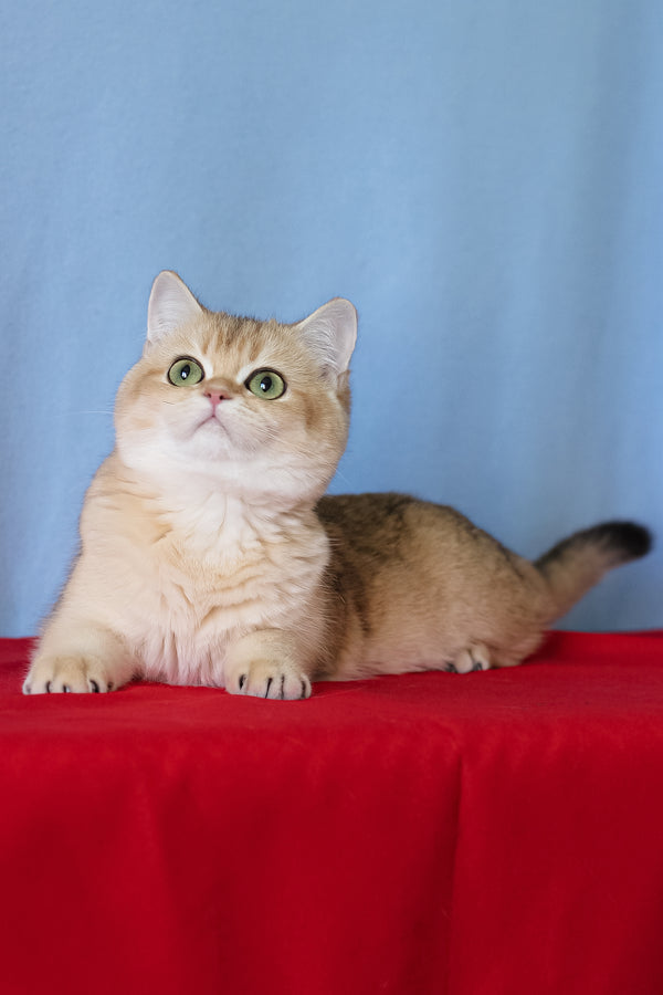 Viola | British Shorthair Kitten