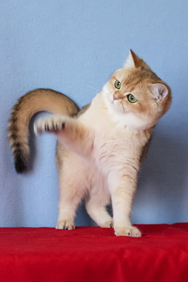 Viola | British Shorthair Kitten