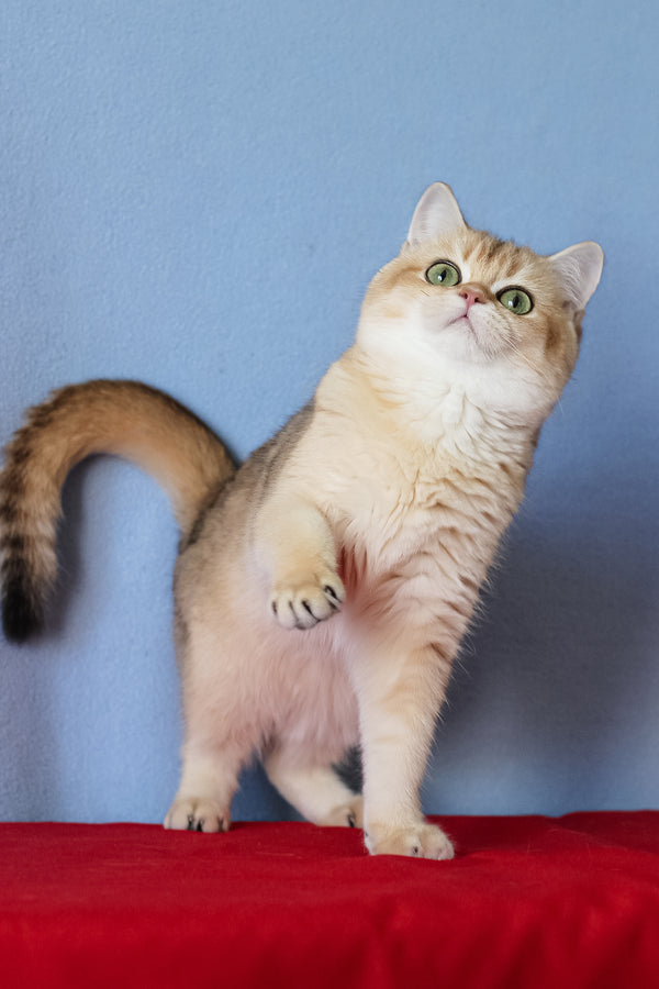 Viola | British Shorthair Kitten