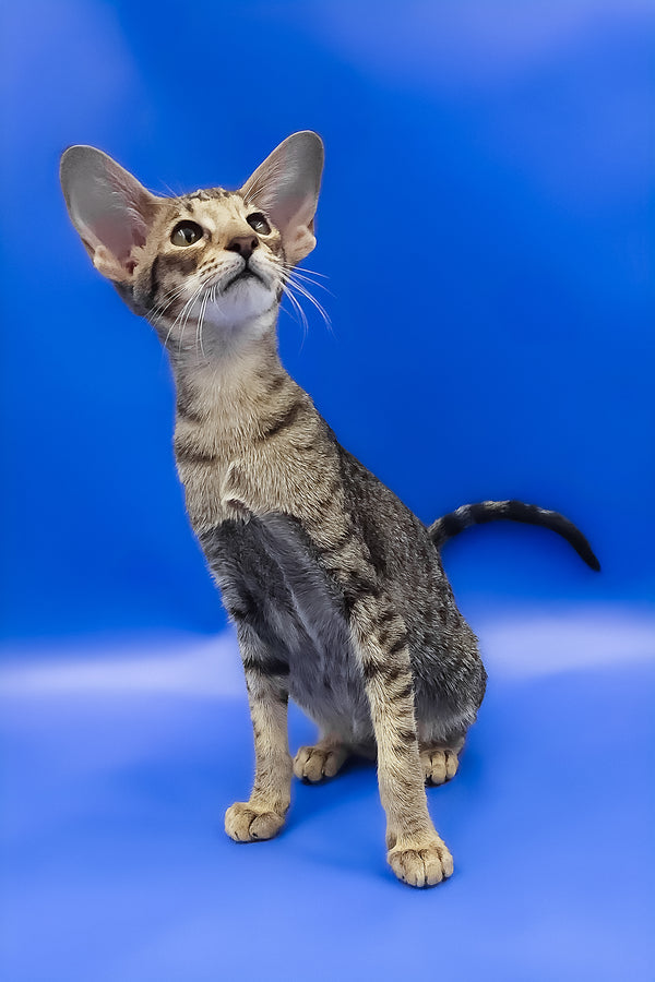 Viola | Oriental Shorthair Kitten