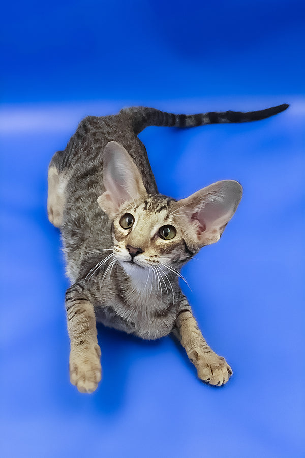 Viola | Oriental Shorthair Kitten