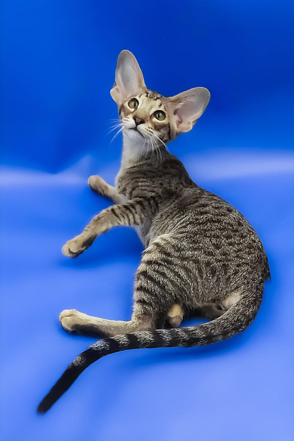Viola | Oriental Shorthair Kitten