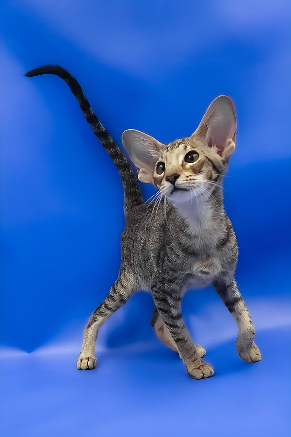 Viola | Oriental Shorthair Kitten