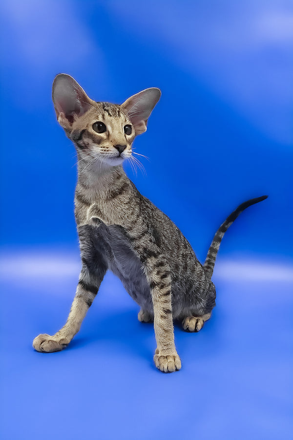 Viola | Oriental Shorthair Kitten