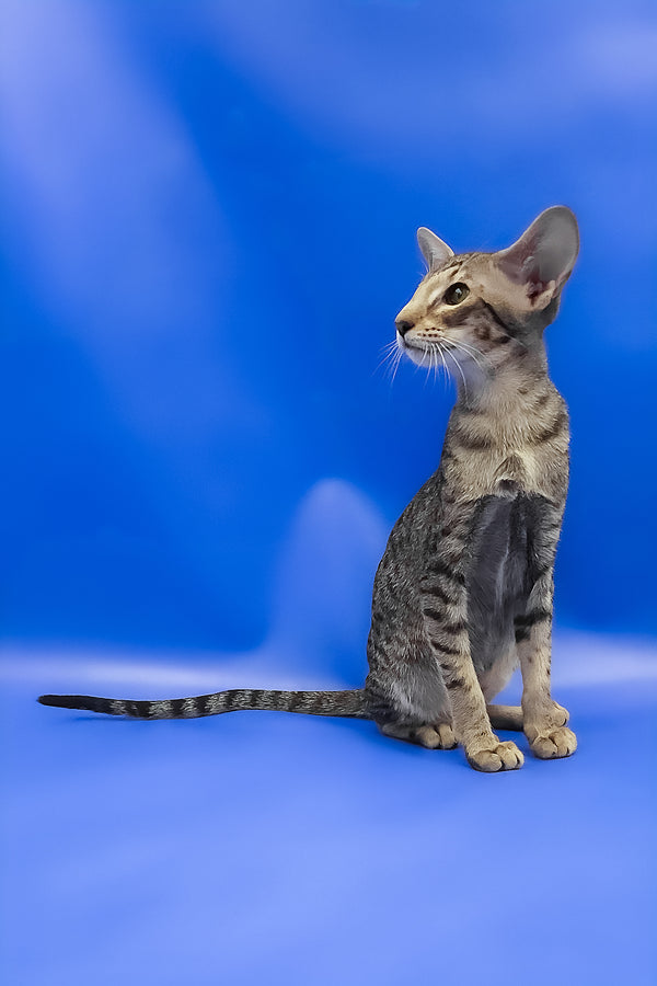 Viola | Oriental Shorthair Kitten