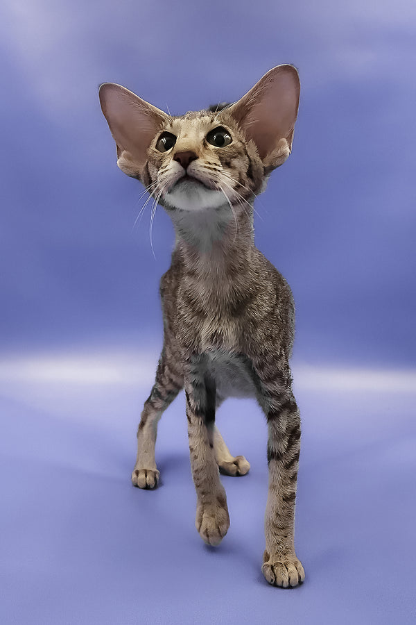 Violet | Oriental Shorthair Kitten