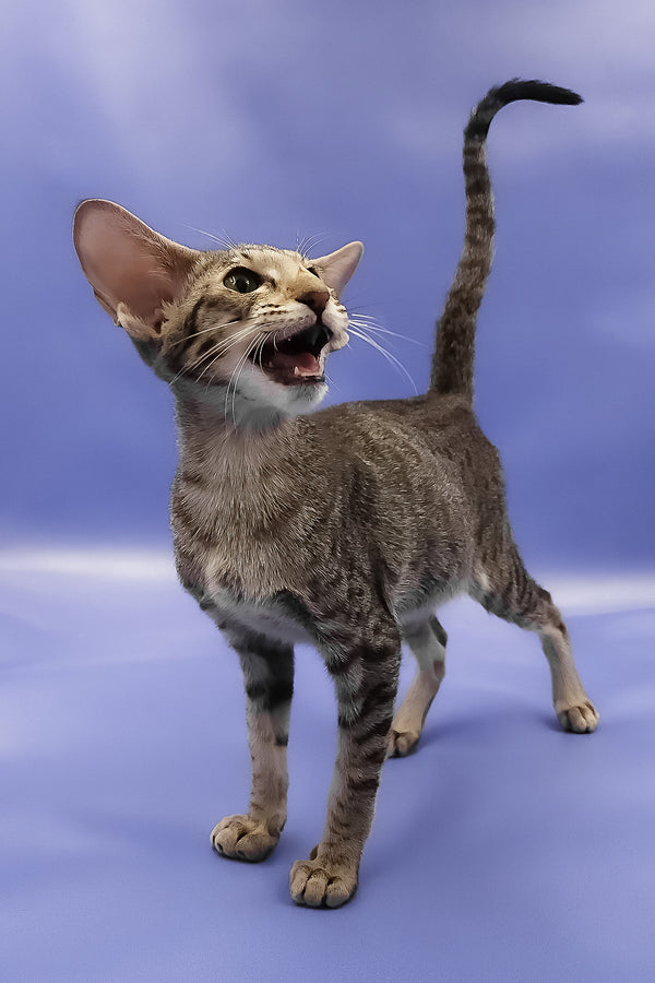 Violet | Oriental Shorthair Kitten