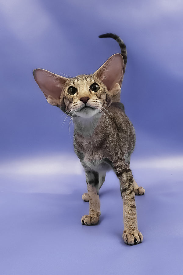 Violet | Oriental Shorthair Kitten