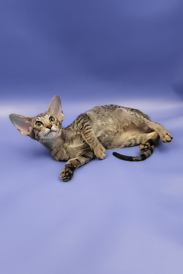 Violet | Oriental Shorthair Kitten