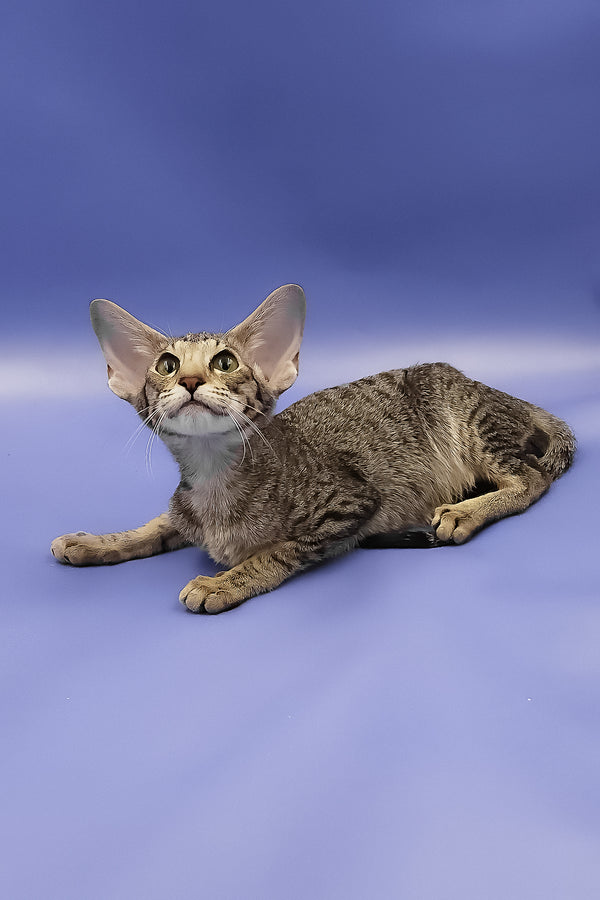 Violet | Oriental Shorthair Kitten