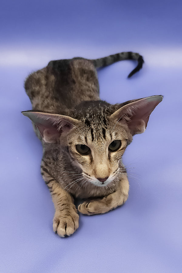 Violet | Oriental Shorthair Kitten