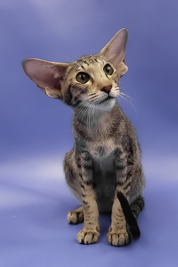 Violet | Oriental Shorthair Kitten