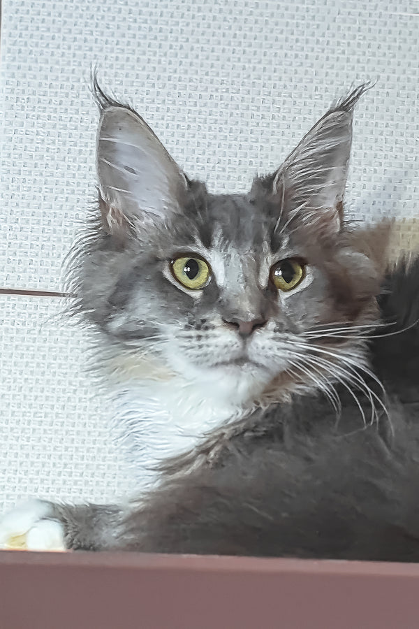 Virginia | Maine Coon Kitten