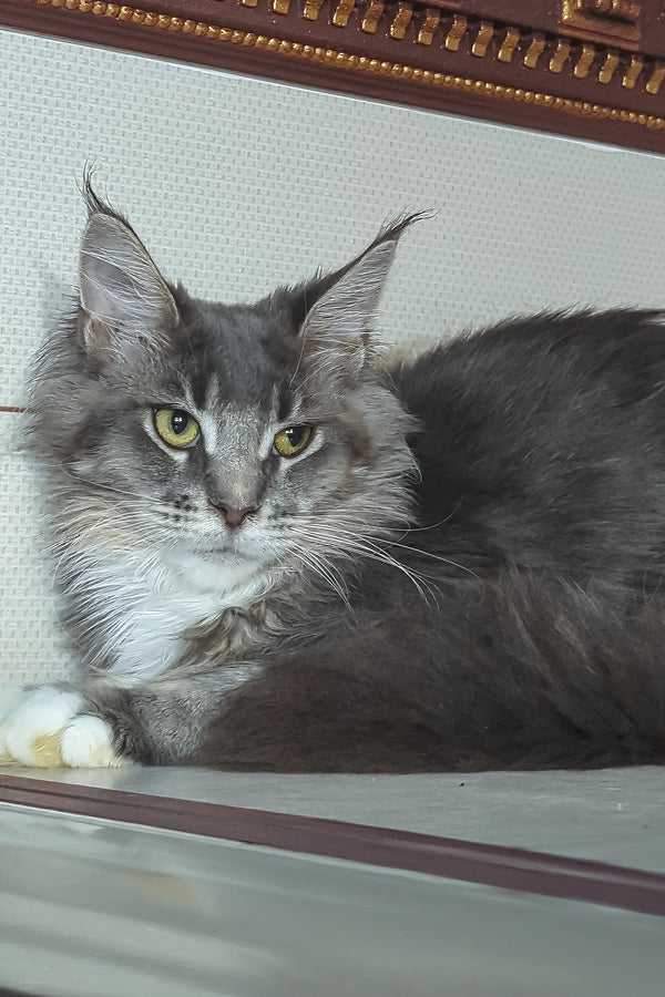 Virginia | Maine Coon Kitten