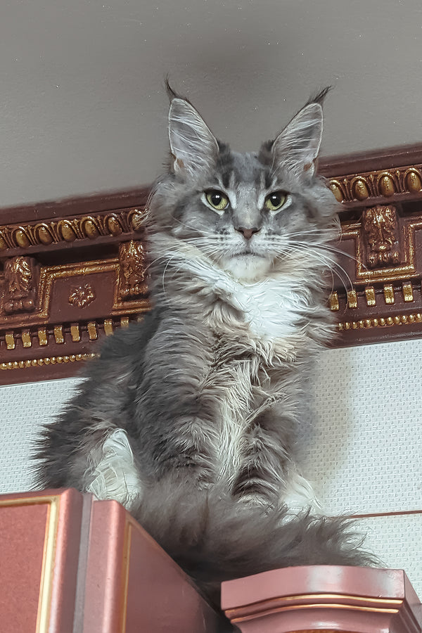 Virginia | Maine Coon Kitten