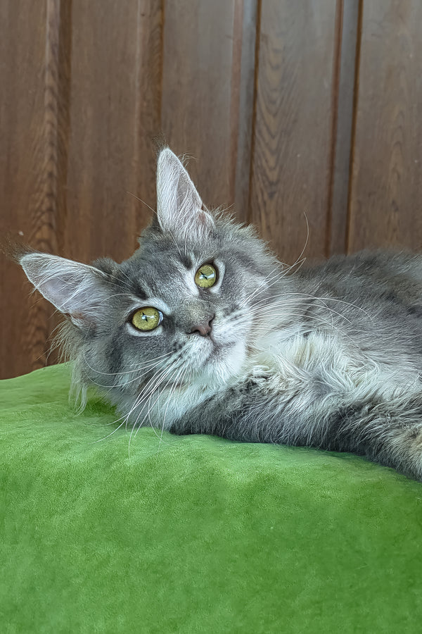 Virginia | Maine Coon Kitten