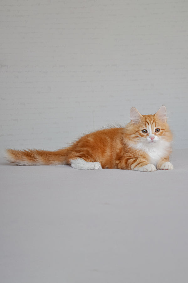 Viski | Siberian Kitten