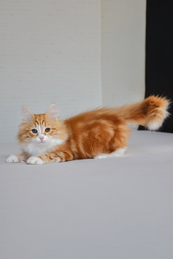 Viski | Siberian Kitten