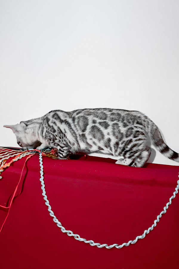 Vito | Bengal Kitten