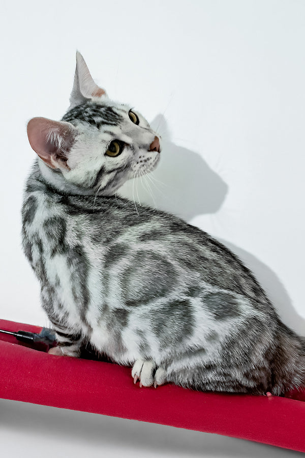 Vito | Bengal Kitten