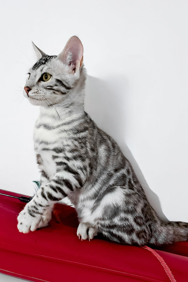 Vito | Bengal Kitten