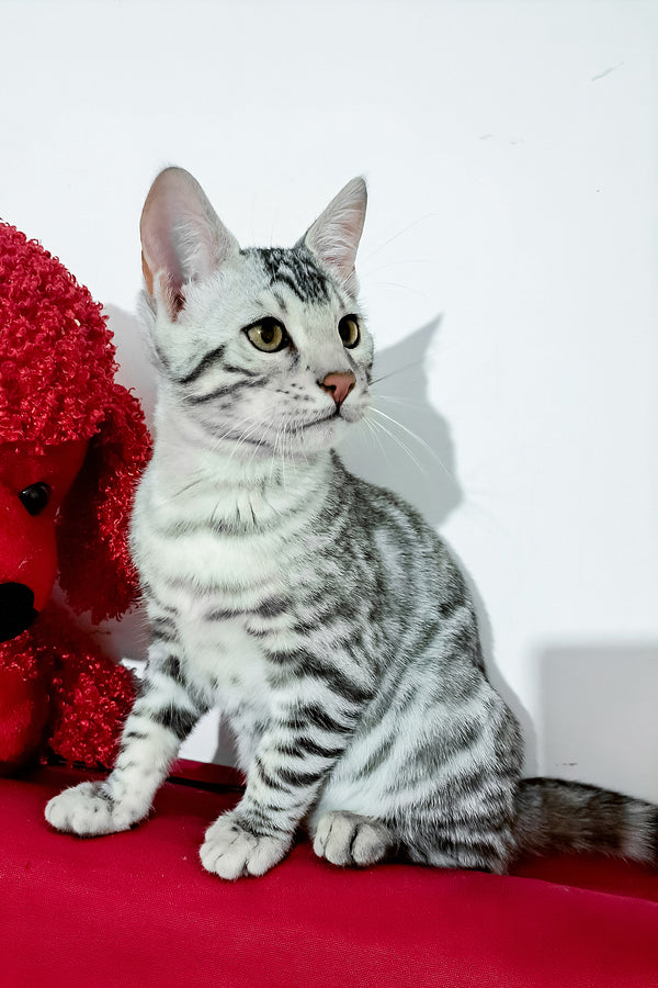 Vito | Bengal Kitten